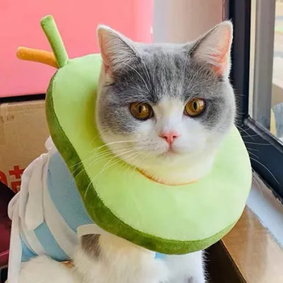 Zoomtopia Collier de récupération pour chat