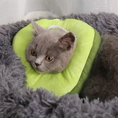 Zoomtopia Collier de récupération pour chat