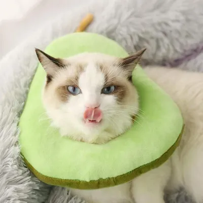 Zoomtopia Collier de récupération pour chat