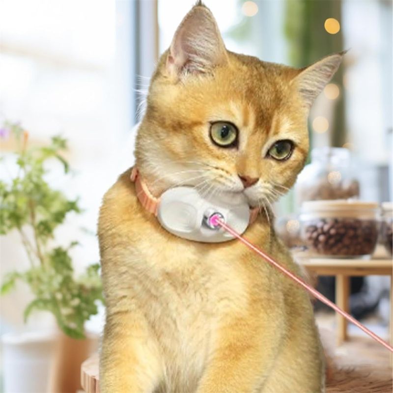 Rocky Collier pour chat