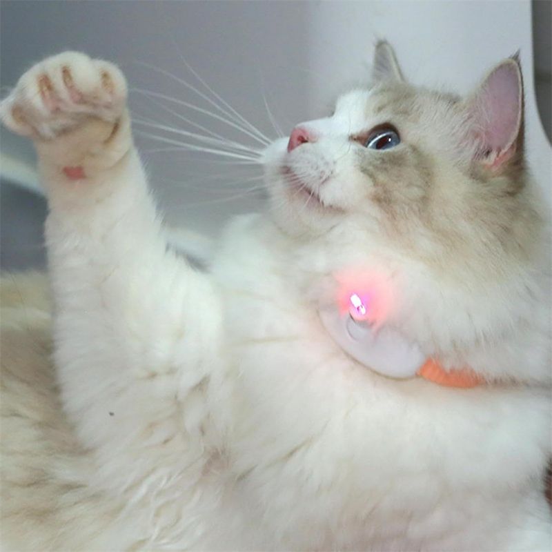Rocky Collier pour chat