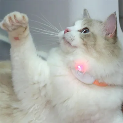 Rocky Collier pour chat