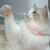 Rocky Collier pour chat