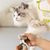 Rocky Hamac de toilettage pour animaux