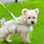 Zoomtopia Harnais stylé pour chien