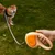 Zoomtopia Laisse rétractable pour chien