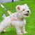 Zoomtopia Harnais stylé pour chien