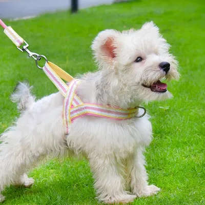 Zoomtopia Harnais stylé pour chien