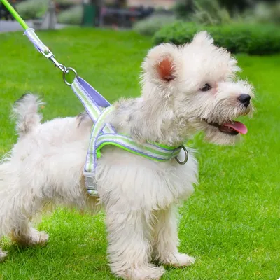 Zoomtopia Harnais stylé pour chien