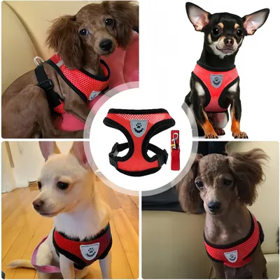 Zoomtopia Harnachement pour chien