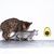 Zoomtopia Jouet pour chat en forme d'avocat