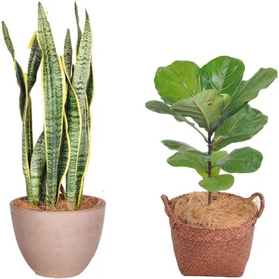 Rocky Matériau de nidification en fibres de coco pour oiseaux