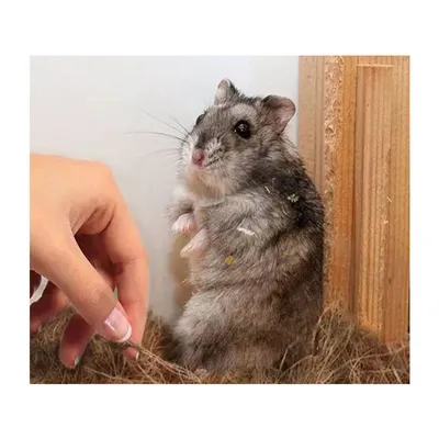 Rocky Matériau de nidification en fibres de coco pour oiseaux