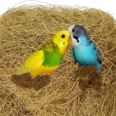 Rocky Matériau de nidification en fibres de coco pour oiseaux