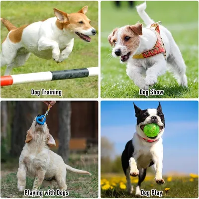 Zoomtopia Sac de Dressage Professionnel