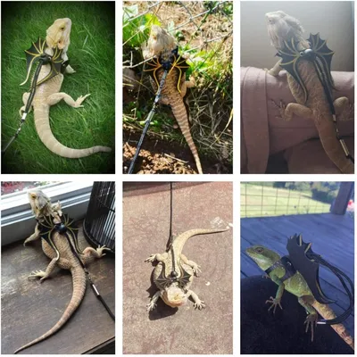 Zoomtopia Laisse dinosaure pour reptiles