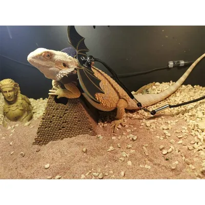 Zoomtopia Harnais pour dragon barbu