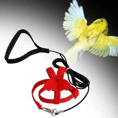 Zoomtopia Harnois - laisse pour oiseaux