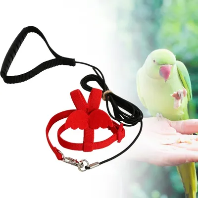 Zoomtopia Harnois - laisse pour oiseaux