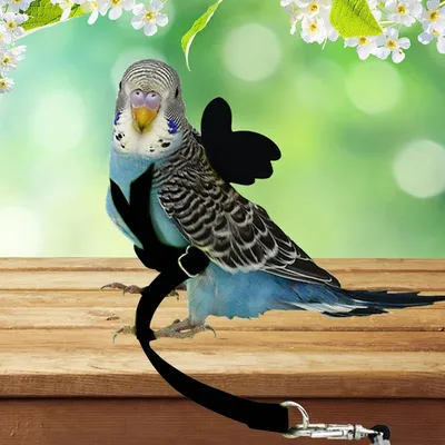 Zoomtopia Harnois - laisse pour oiseaux