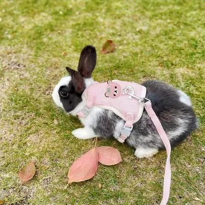 Zoomtopia Harnais respirant pour lapin