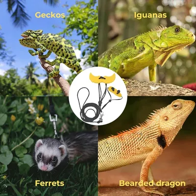 Zoomtopia Laisse pour reptile compacte et pratique