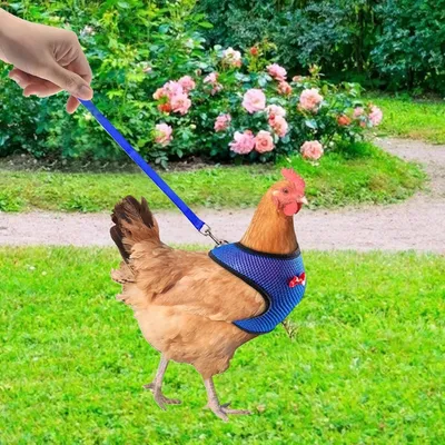 Zoomtopia Harnais pro pour volaille