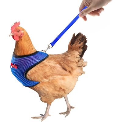 Zoomtopia Harnais pro pour volaille