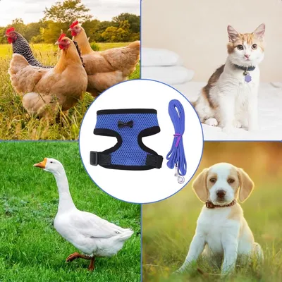 Zoomtopia Harnais pro pour volaille