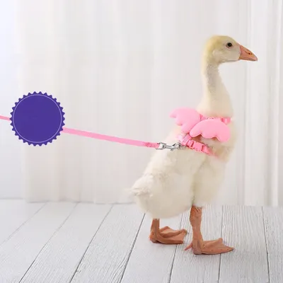 Zoomtopia Harnais canard colorés