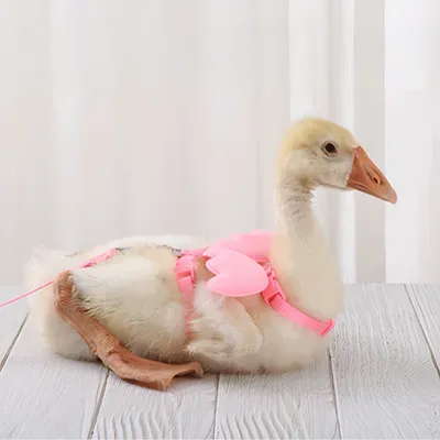 Zoomtopia Harnais canard colorés