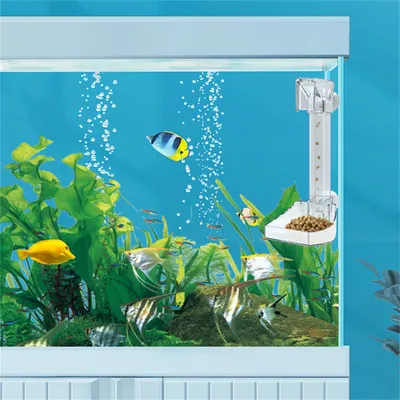 Rocky Distributeur d'aliments en acrylique pour aquarium