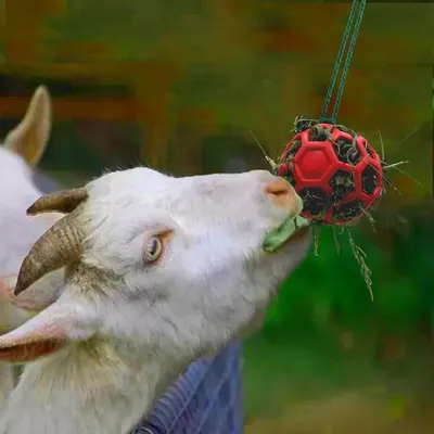 Zoomtopia Jeu alimentaire interactif pour animaux