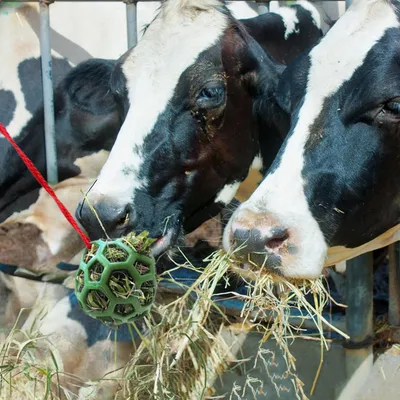 Zoomtopia Jeu alimentaire interactif pour animaux