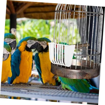 ZooVenture Set de 4 support alimentaire suspendus pour oiseaux