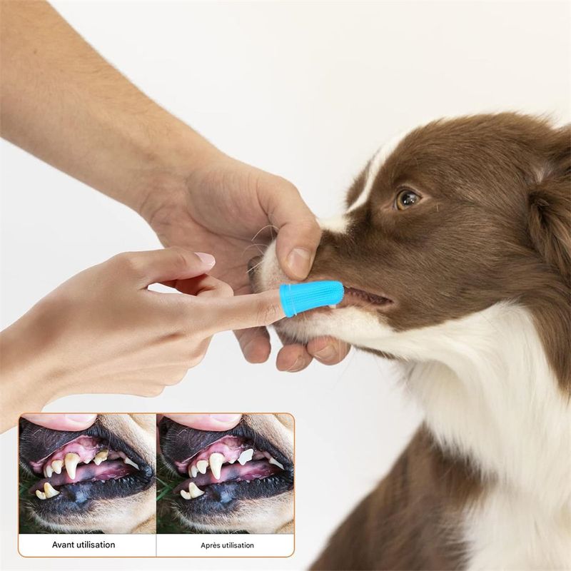 Rocky Kit de brosses à dents pour chiens