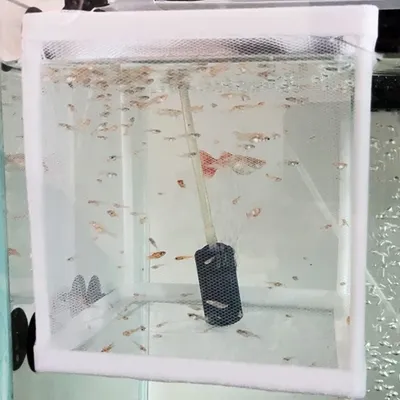 ZooVenture Boîte d'élevage pour aquarium