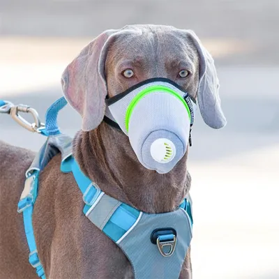 Rocky Masque pour chien