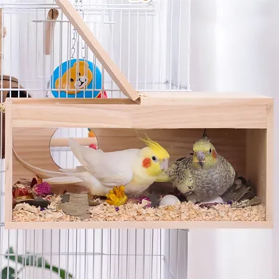 Rocky Nid d'oiseau transparent pour extérieur