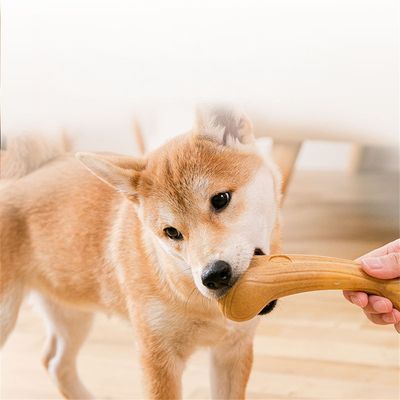 Rocky Jouet de combat pour chien