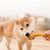 Rocky Jouet de combat pour chien