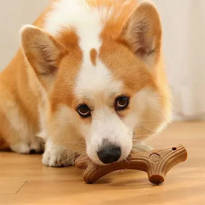 Rocky Jouet de combat pour chien