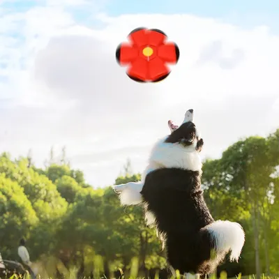 Rocky Disque interactif pour chien