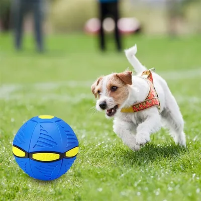 Rocky Disque interactif pour chien
