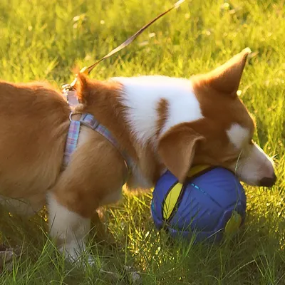 Rocky Disque interactif pour chien