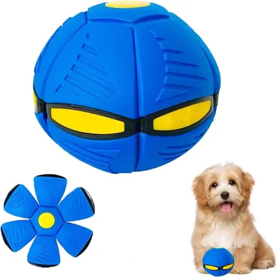 Rocky Disque interactif pour chien