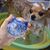 Zoomtopia Outil de toilettage pour chien