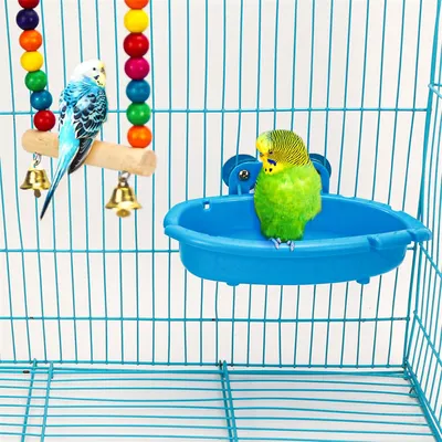 Rocky Bain d'oiseaux