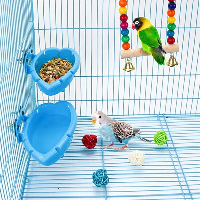 Rocky Bain d'oiseaux