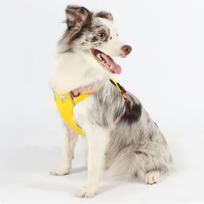 Rocky Harnais pour chien